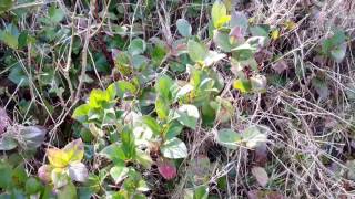 Salal  Gaultheria shallon [upl. by Francesca]