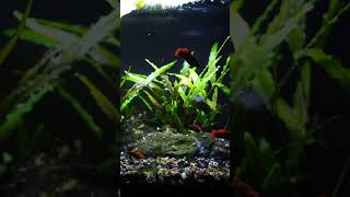 Long Fin Variatus Platy 20 Long shorts fishtank fish aquarium fishkeeping petfish [upl. by Atirehs366]