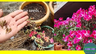 how to collect godetia seeds  How do you grow Clarkia from seed  Clarkia flower seeds [upl. by Neneek]