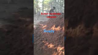 button mushroom compost organic short [upl. by Farman626]