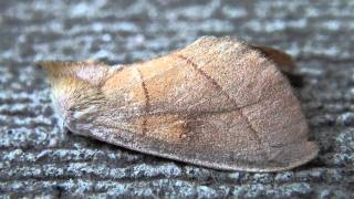 Whitedotted Prominent Notodontidae Nadata gibbosa Lateral View [upl. by Avron]