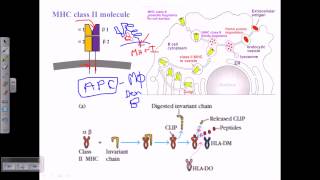 MHC class ii [upl. by Gaw]