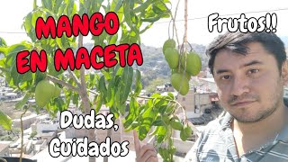 Frutales en Maceta MANGO  Cuidados y Consejos 🥭🥭🌳 [upl. by Reivazx]