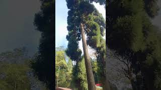 Pine forest ytshorts travel explorethebeautyofnature [upl. by Acinet]