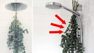 Heres Why You Should Be Hanging Eucalyptus in Your Shower [upl. by Ahseit]