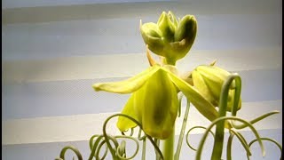 Albuca spiralis in bloom  Container Gardening [upl. by Asiulana]