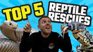 TOP 5 AUSSIE REPTILE RESCUES OF THE YEAR  VENOMOUS SNAKES PYTHONS amp LIZARDS [upl. by Itsym662]