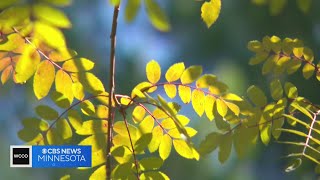 Whats going on with Minnesota’s earlychanging leaves [upl. by Hodgson]