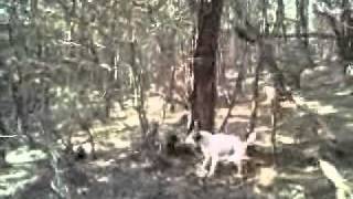 parson russel terrier vs a racoon [upl. by Arriat]