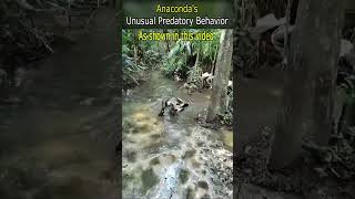 Anacondas Unusual Predatory Behavior [upl. by Lezirg122]