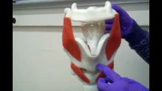 Larynx Pt 1 [upl. by Gomez]