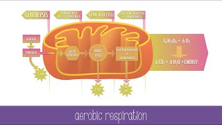 Cellular Respiration Steps and Pathways [upl. by Eicart]