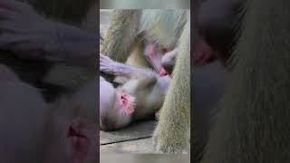 Pitiful wild baby monkey screaming for milk till weak 😪 monkey cutebabymonkey jungle wildlife [upl. by Fanni]