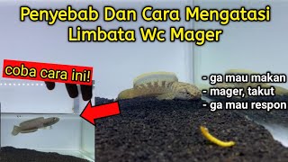 Cara Mudah Mengatasi Channa Limbata Mager  Penyebab Dan Cara Mengatasinya [upl. by Akilam]