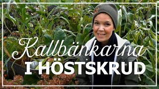 Kallbänkarna i höstskrud [upl. by Rafaelita]