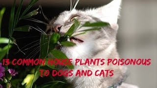 13 Common House Plants Poisonous to Dogs and Cats [upl. by Nnire]