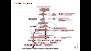 Gonadal Hormones Part I [upl. by Matthew]