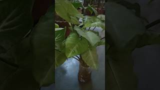 Syngonium Plant Water Propagation tips and care💚✨shorts garden plants [upl. by Elocan]