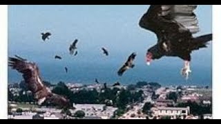 Birdemic Shock and Terror Full Movie Facts Review And Knowledge  Janae Caster  Colton Osborne [upl. by Eibrab]