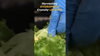 Master the Art of Harvesting Hydroponic Farming Lettuce for Perfect Crunch and Flavor [upl. by Renfred640]