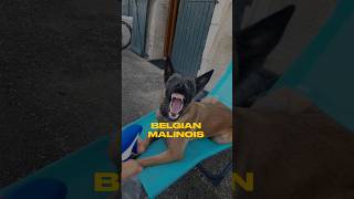 Belgian Malinois vs German Shepard shots [upl. by Oilerua]