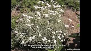 Cerastium tomentosum  SnowinSummer [upl. by Eaj]