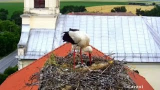 Cuib Barza CaraniWhite Stork Romania Carani  The Third Storklet Al Treilea Pui [upl. by Nwaf]