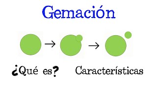 💥 ¿Qué es la Gemación 💥 Fácil y Rápido  BIOLOGÍA [upl. by Briant]