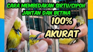 Cara membedakan sirtucipo jantan dan betina 100 akurat [upl. by Askwith]