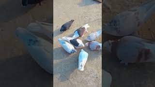 Pigeons beautiful video song [upl. by Naples]