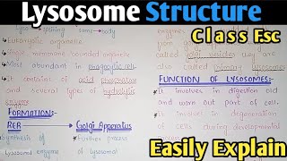 Lysosome Structure And Functions  Class 11 Biology [upl. by Salot]