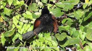 Philippine Coucal [upl. by Arobed]