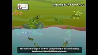 Life Cycle Of A Frog  Frog Metamorphosis  Elementry Science  Elearnin [upl. by Alleirbag]