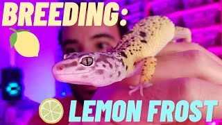 3 Reasons to better UNDERSTANDING Lemon Frost  leopard GECKOS  2022 [upl. by Ahsimin]