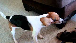 Beagle Reverse sneeze [upl. by Joella]