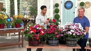 Phillip Watson Designs 3pc SunPatiens Live Plants With Whiskey Barrel on QVC [upl. by Hpeosj268]