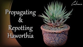 Propagating amp Repotting Haworthia  Cactus amp Succulents [upl. by Lewanna]