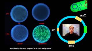 AP Biology Lab 6 Molecular Biology [upl. by Laynad627]