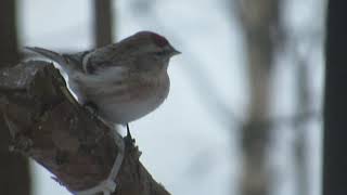 Arctic Redpoll Neljän Tuulen Tupa Finland [upl. by Atoked]