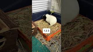 Just use the litter tray It’s easy pets guineapig funny guineapigs pettrainning [upl. by Arbmik]