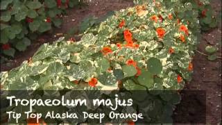 Tropaeolum Majus from Mr Fothergills Seeds Ltd [upl. by Annayhs]