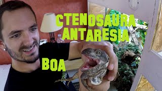 ctenosaura boa et antaresia [upl. by January105]