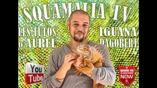 Iguane  Squamalia Tv  Les tutos dAurel [upl. by Aissila]