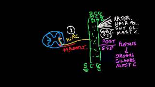 Nociception 4 of 4 Sympathetic Effects continuedmp4 [upl. by Daniele]