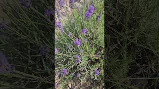 La Lavande Fine  Plante Médicinale Remarquable  Fine Lavender Remarkable Medicinal Plant [upl. by Turrell]