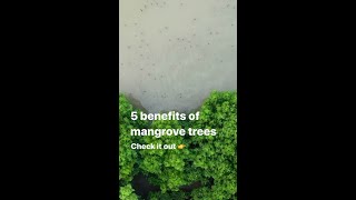 Benefits of Mangrove Trees 👏 [upl. by Ihsakat992]