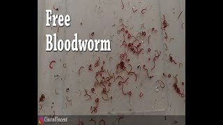 Free Bloodworms [upl. by Garvin904]