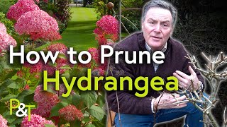 How to Prune Hydrangea A Martin Masterclass  Pots amp Trowels [upl. by Tewfik247]