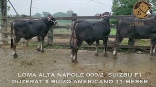 Reproductores Suizbu Lechero F1 Guzerat Lechero x Suizo Americano [upl. by Chyou]