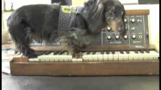 Wiener Dog On A Minimoog  Parry Gripp [upl. by Gerardo]